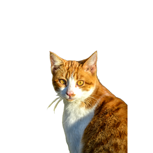 Elegant Portrait Of A Ginger And White Cat Outdoors With Sunlight Highlighting Its Features. 20008 - Cat PNG image with transparent background